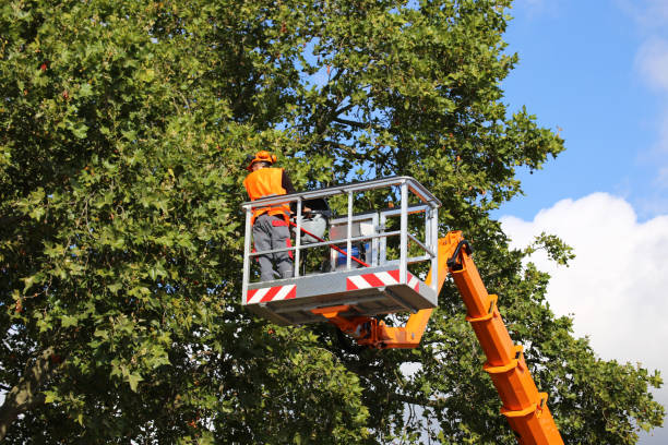 Best Storm Damage Tree Cleanup  in Halfway House, PA